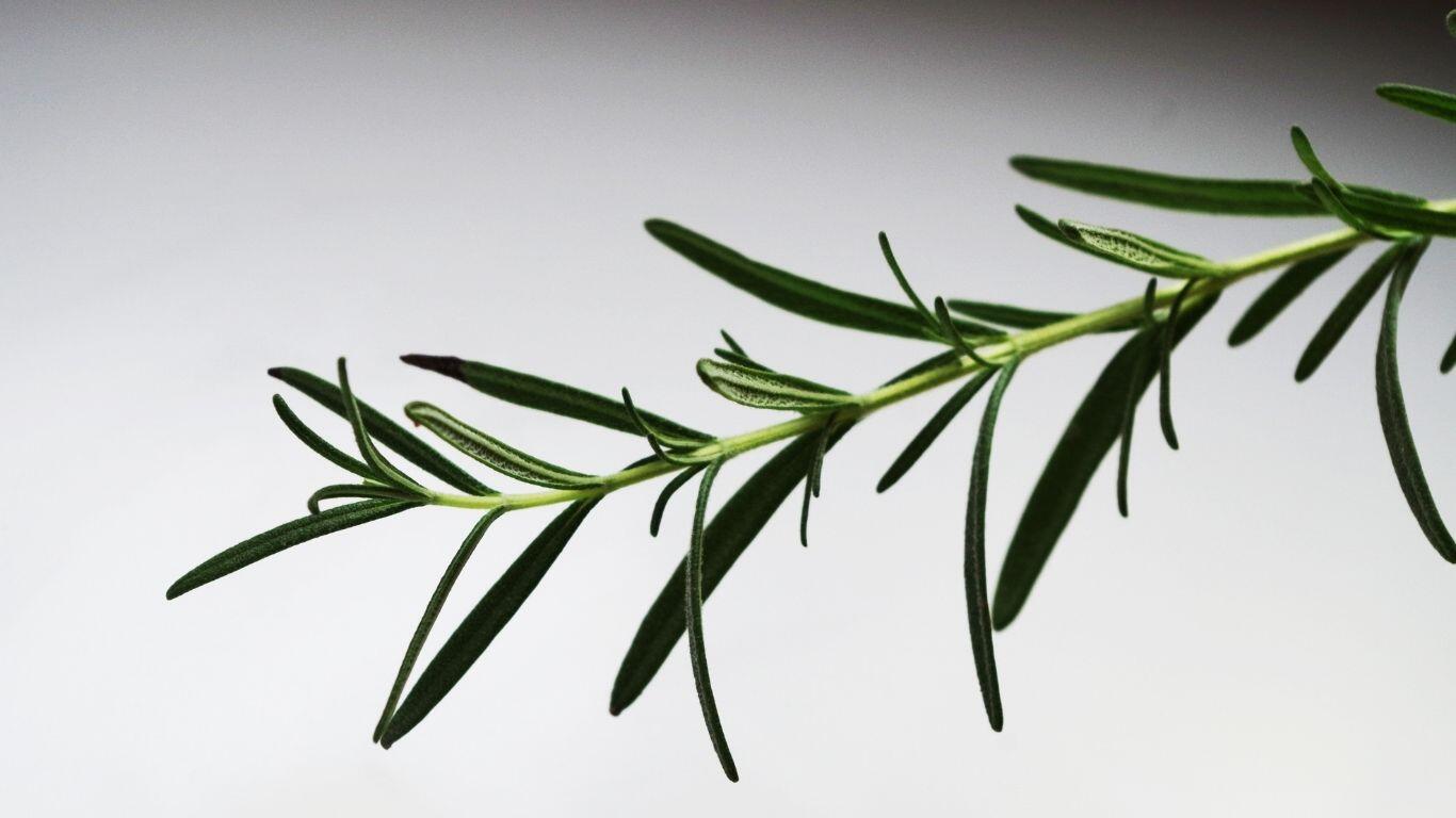 Home Office Verimliliği: Evde Çalışma Alanı için 3 Aromaterapi Karışımı