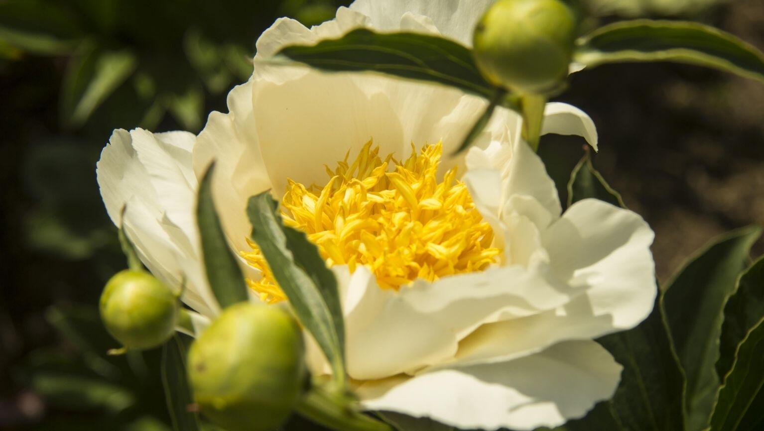 Evde Doğal Oda Spreyi Nasıl Yapılır?