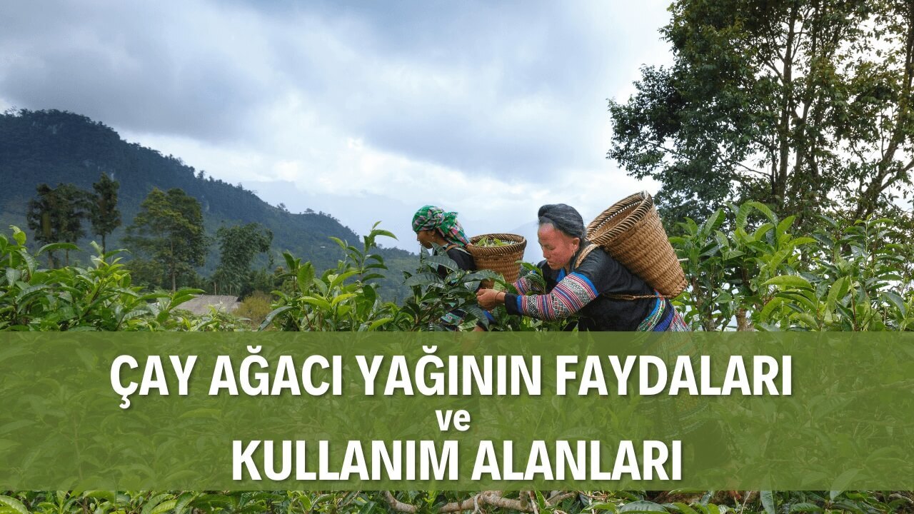 ÇAY AĞACI YAĞININ FAYDALARI ve KULLANIM ALANLARI