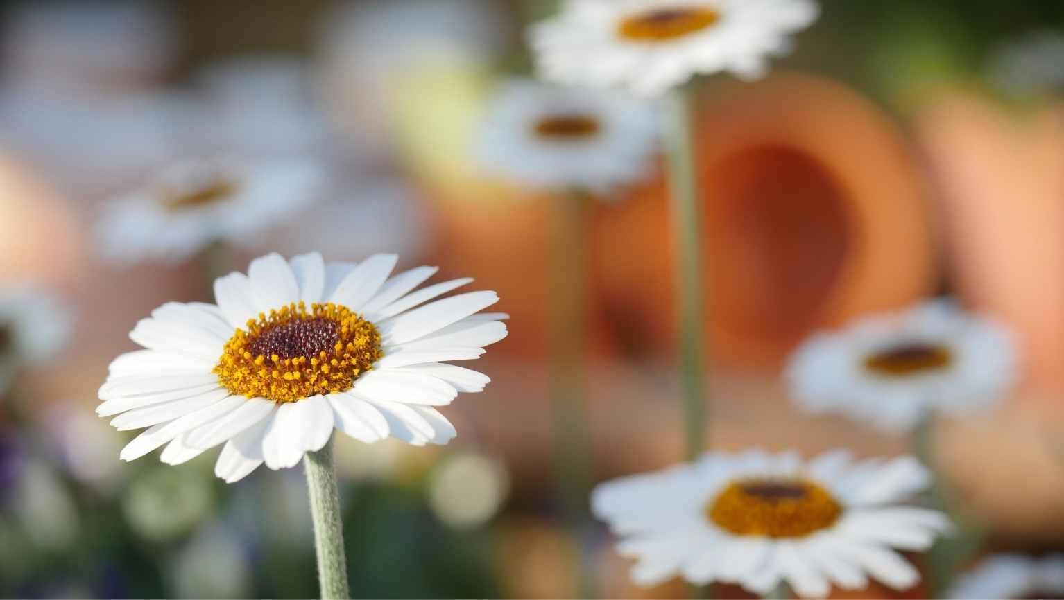 Makyaj Üstüne Hidrosol Sıkılır mı? Doğru Bilinen Yanlışlar